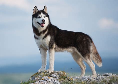 siberian hahasky|Siberian Husky Dog Breed Profile: Temperament Characteristics.